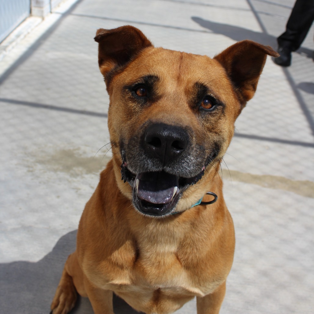 Benji, an adoptable Black Mouth Cur, Mixed Breed in McPherson, KS, 67460 | Photo Image 3