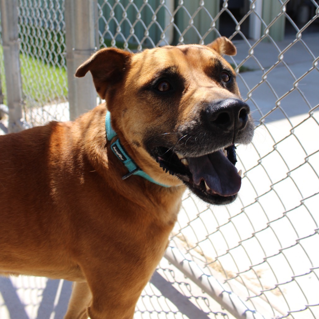 Benji, an adoptable Black Mouth Cur, Mixed Breed in McPherson, KS, 67460 | Photo Image 4