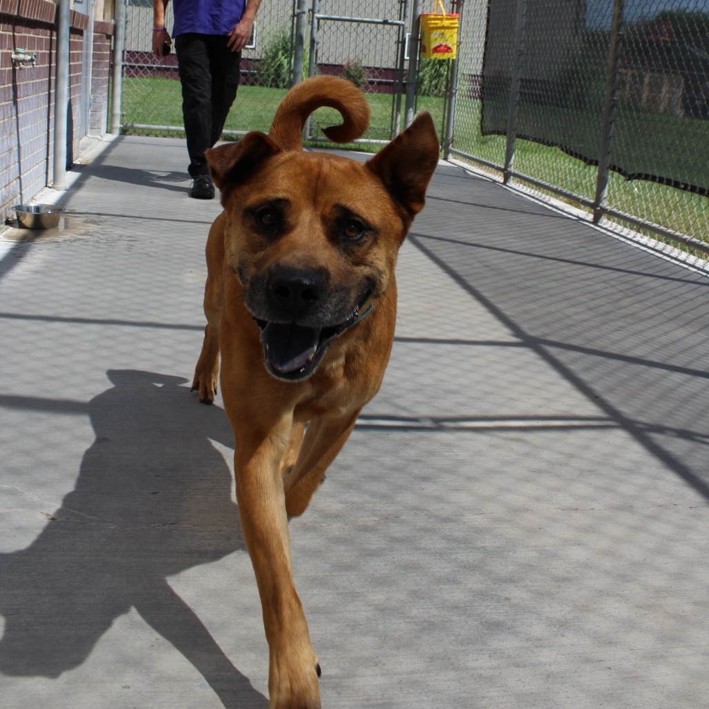 Benji, an adoptable Black Mouth Cur, Mixed Breed in McPherson, KS, 67460 | Photo Image 5