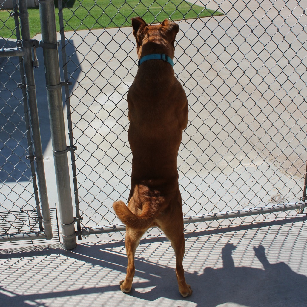 Benji, an adoptable Black Mouth Cur, Mixed Breed in McPherson, KS, 67460 | Photo Image 6