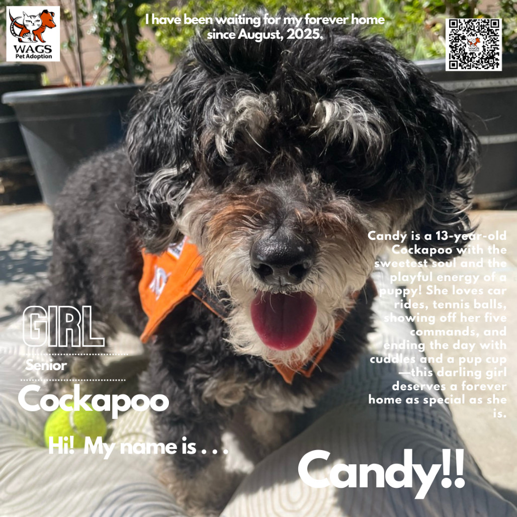 Candy, an adoptable Cockapoo in Westminster, CA, 92683 | Photo Image 1