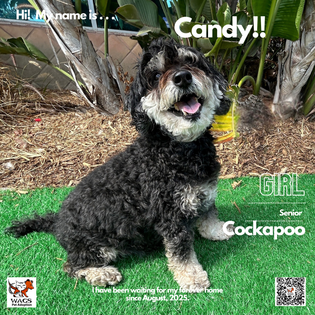 Candy, an adoptable Cockapoo in Westminster, CA, 92683 | Photo Image 2