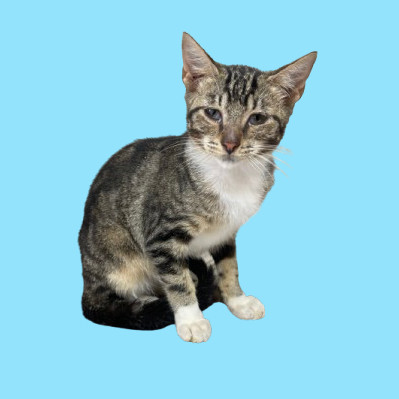 TUSC-Stray-81810