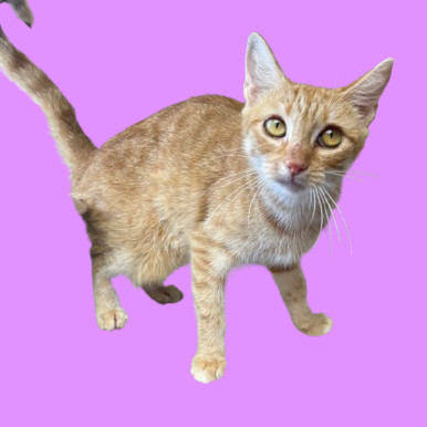 TUSC-Stray-81805
