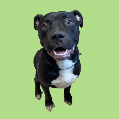 TUSC-Stray-81804
