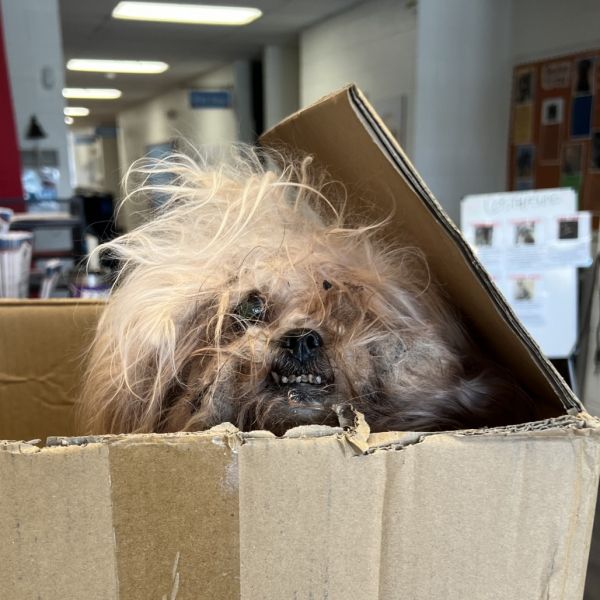 Muskrat