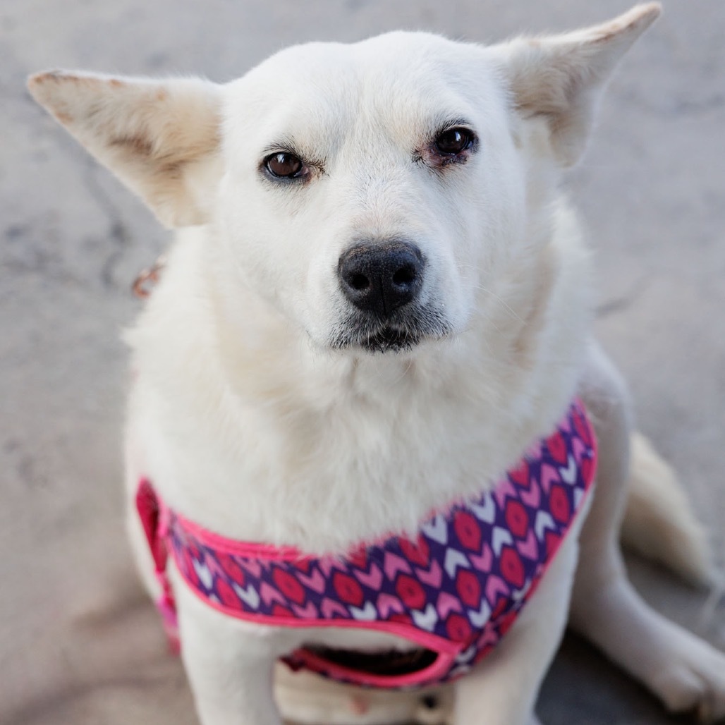Smokey, an adoptable Mixed Breed in Moab, UT, 84532 | Photo Image 1