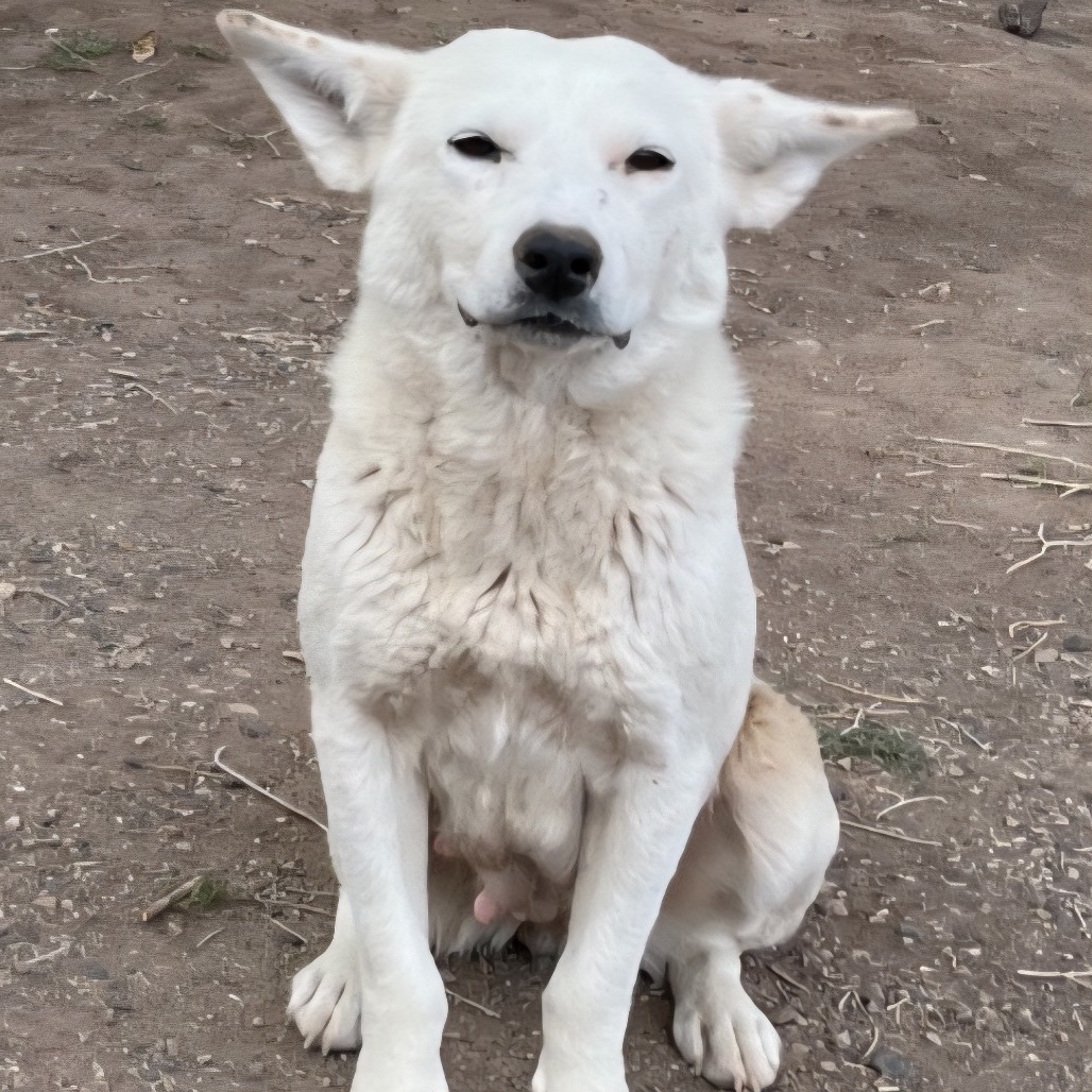 Smokey, an adoptable Mixed Breed in Moab, UT, 84532 | Photo Image 3