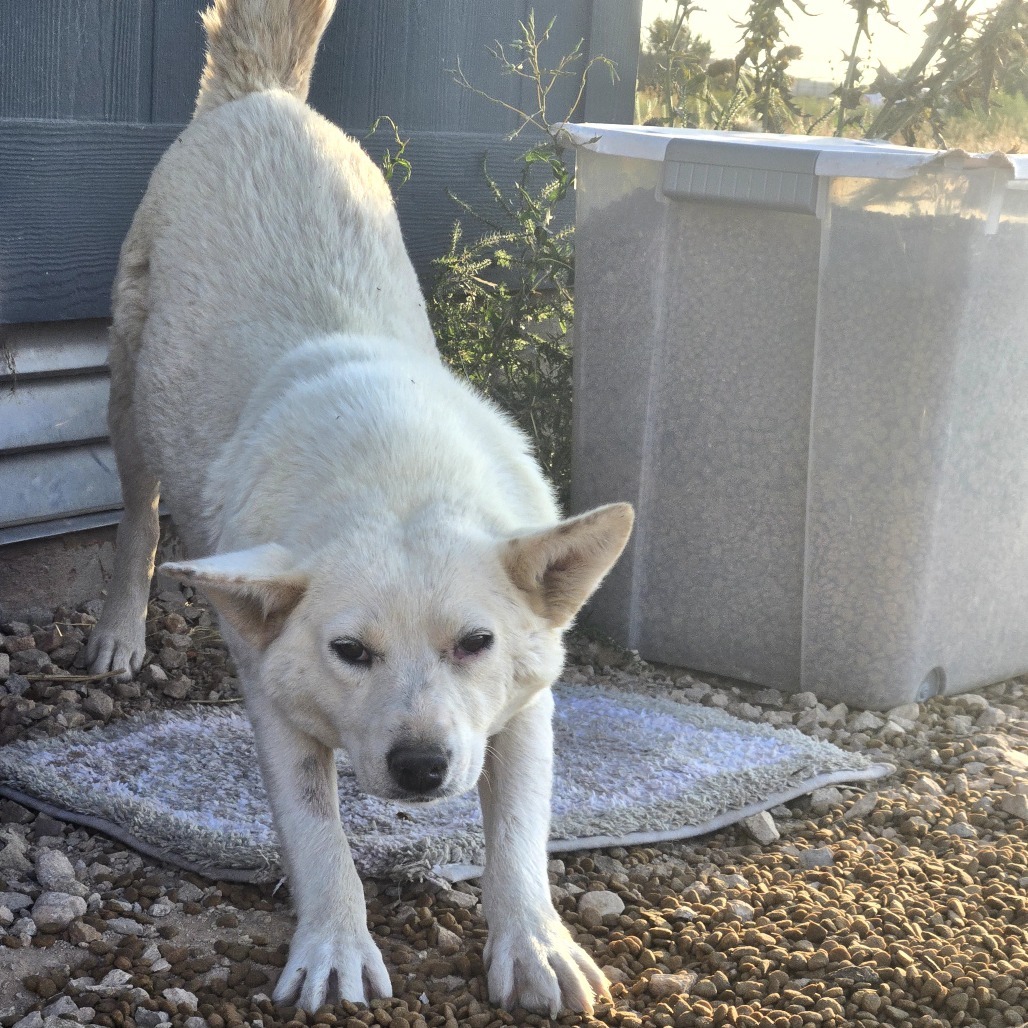 Smokey, an adoptable Mixed Breed in Moab, UT, 84532 | Photo Image 4