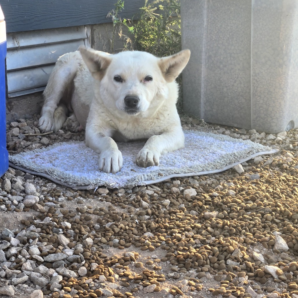 Smokey, an adoptable Mixed Breed in Moab, UT, 84532 | Photo Image 5
