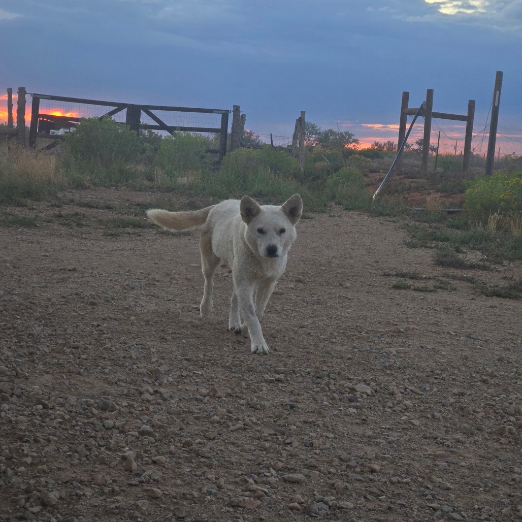 Smokey, an adoptable Mixed Breed in Moab, UT, 84532 | Photo Image 6