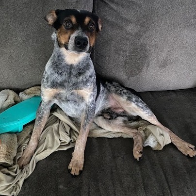 Duke Heeler