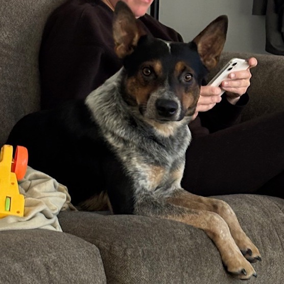 Duke Heeler