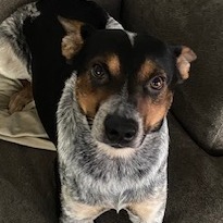 Duke Heeler