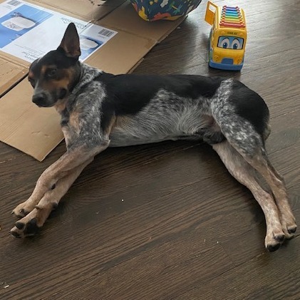 Duke Heeler