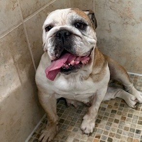 Petunia
