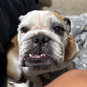 Petunia