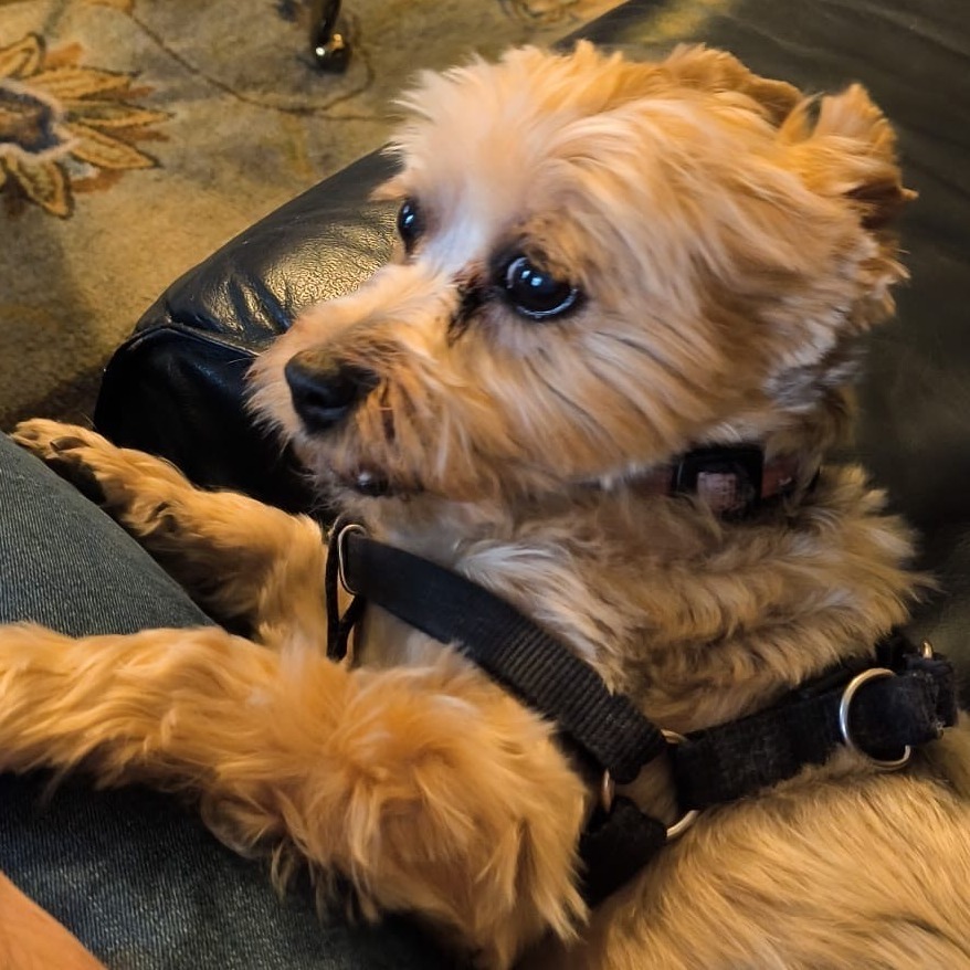 Buddy