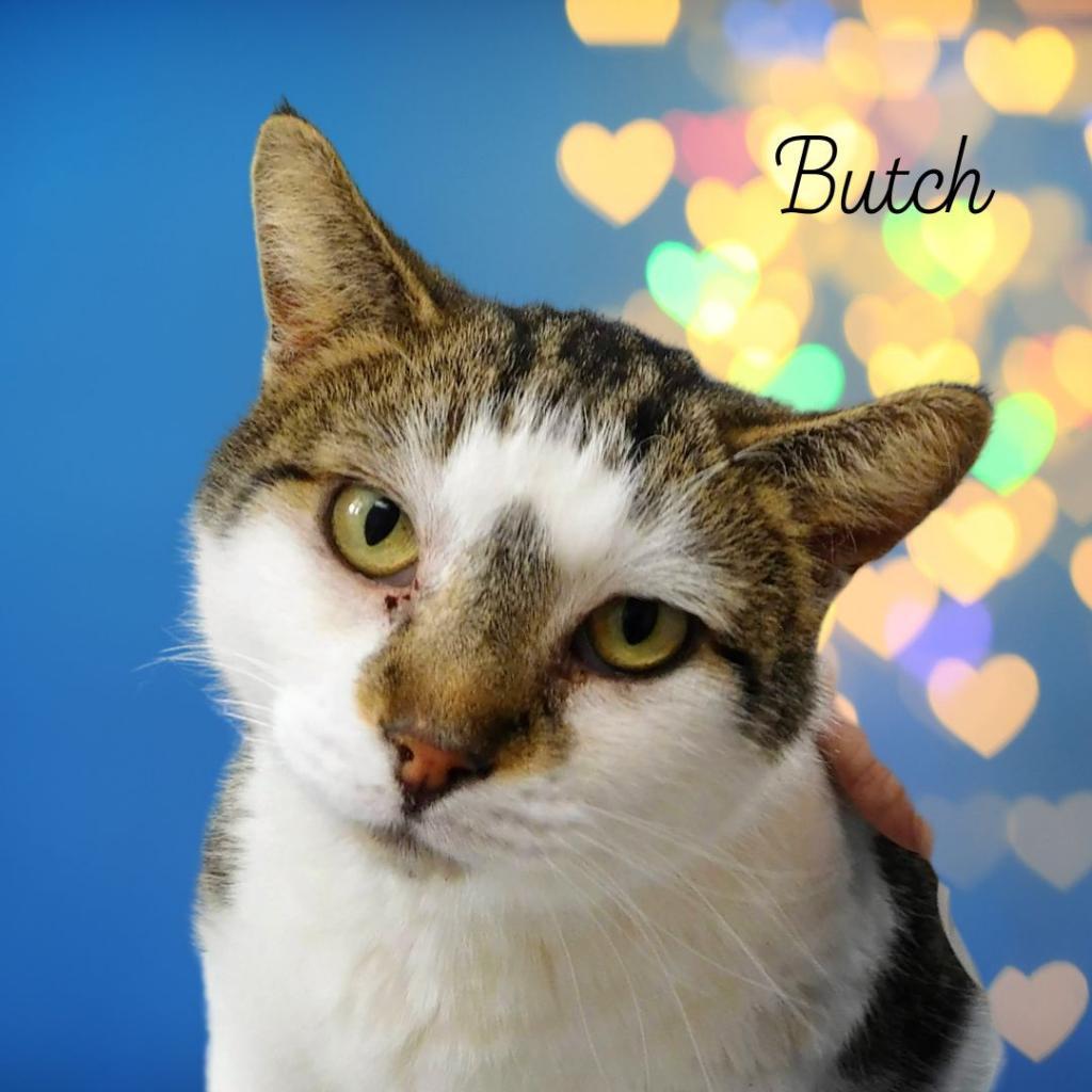 Butch