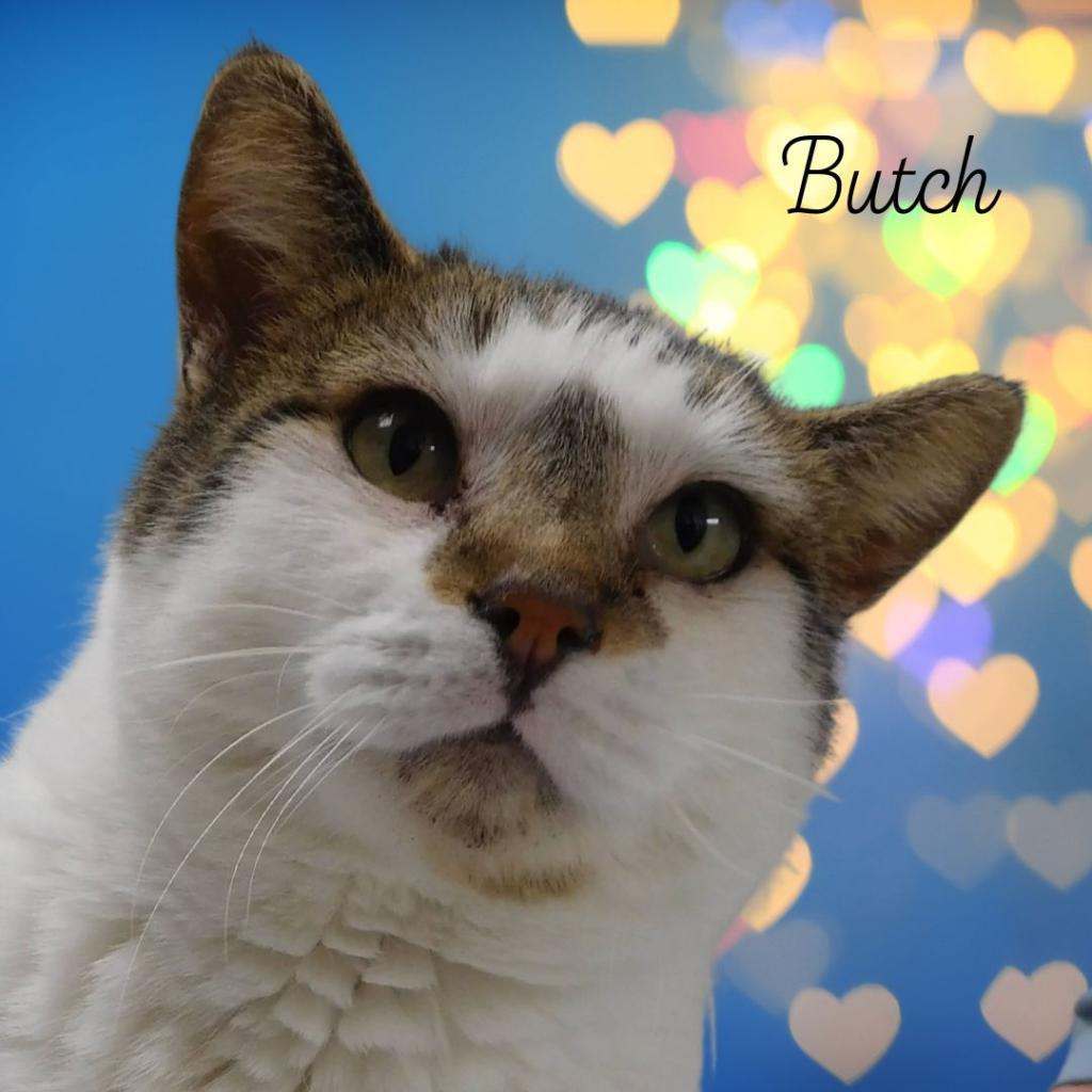 Butch