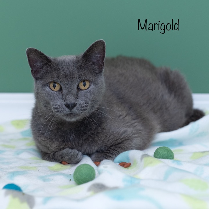 Marigold