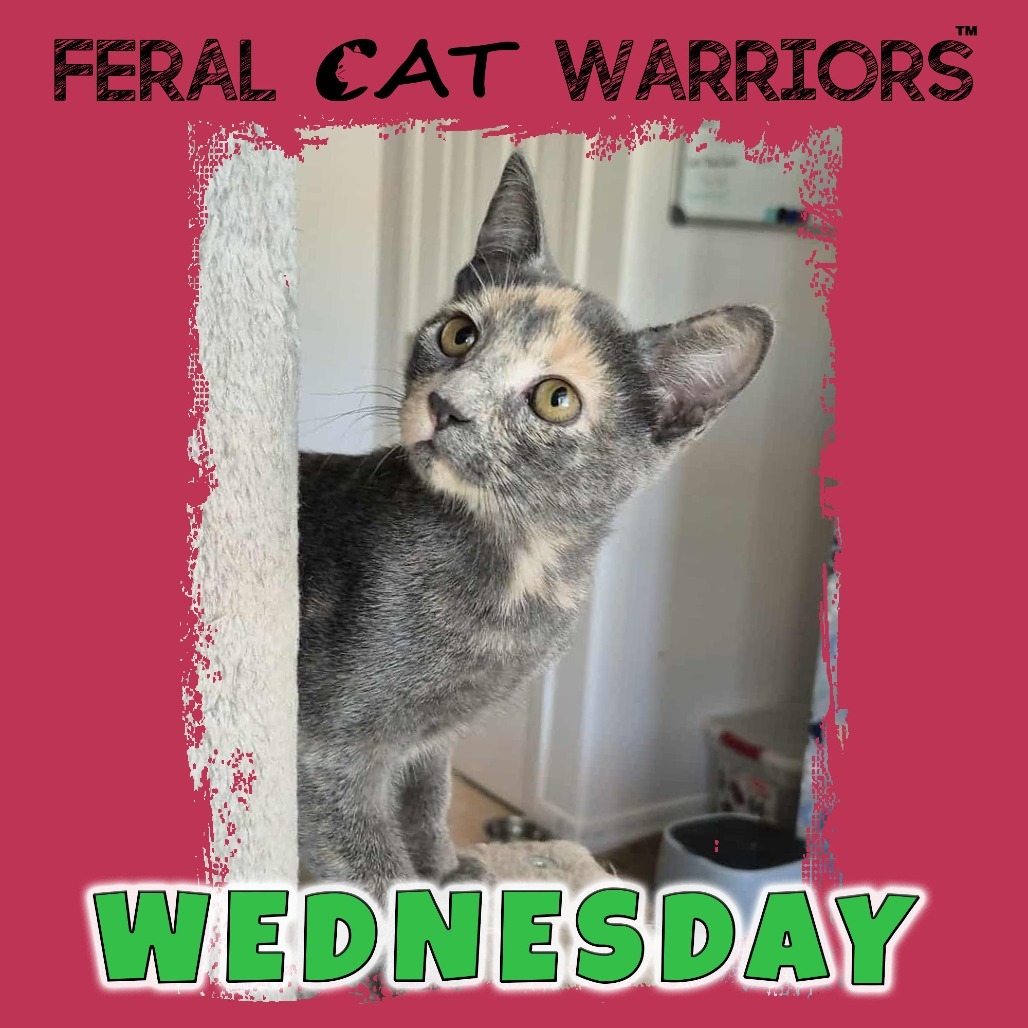 Wednesday, an adoptable Domestic Short Hair in Kingman, AZ, 86401 | Photo Image 1