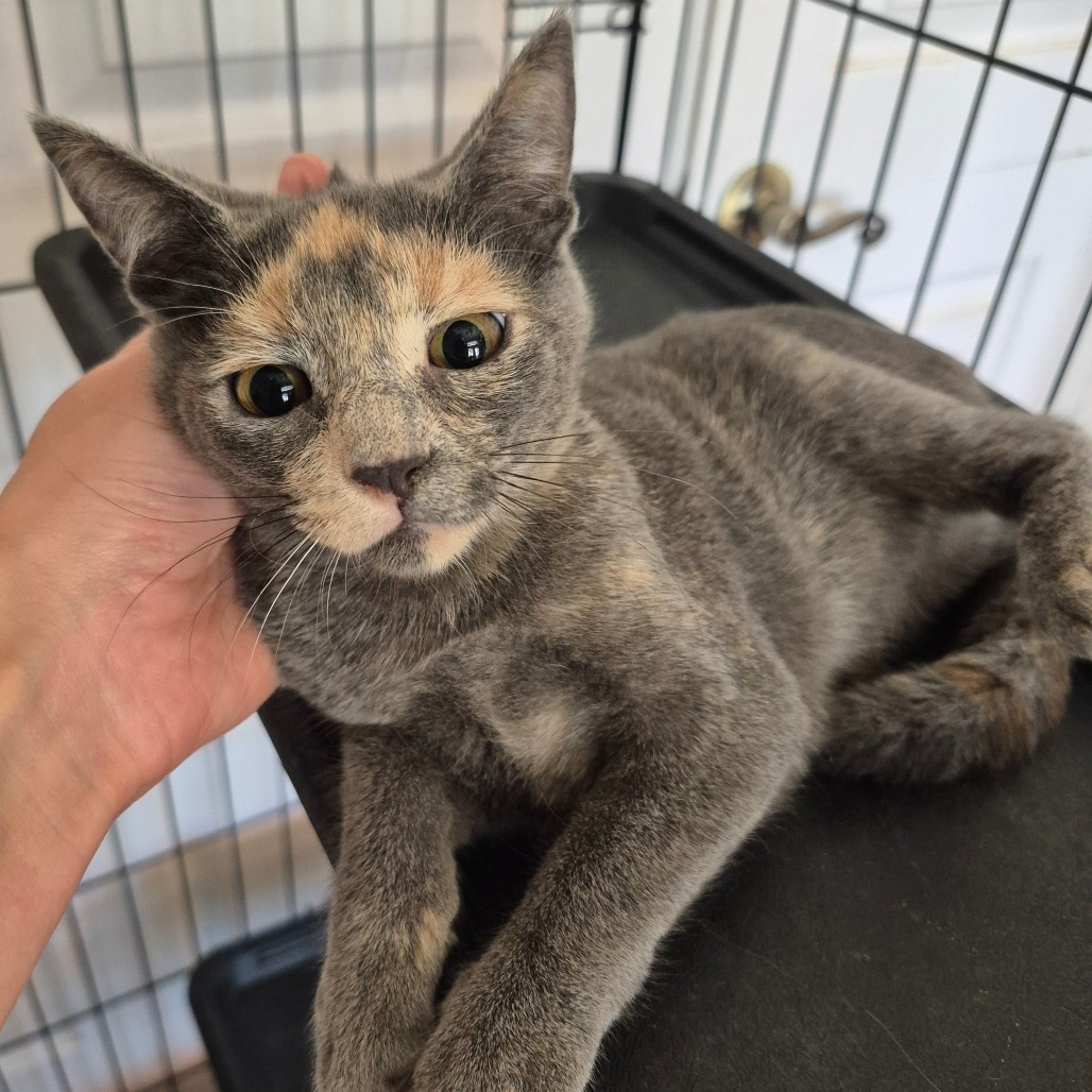 Wednesday, an adoptable Domestic Short Hair in Kingman, AZ, 86401 | Photo Image 2