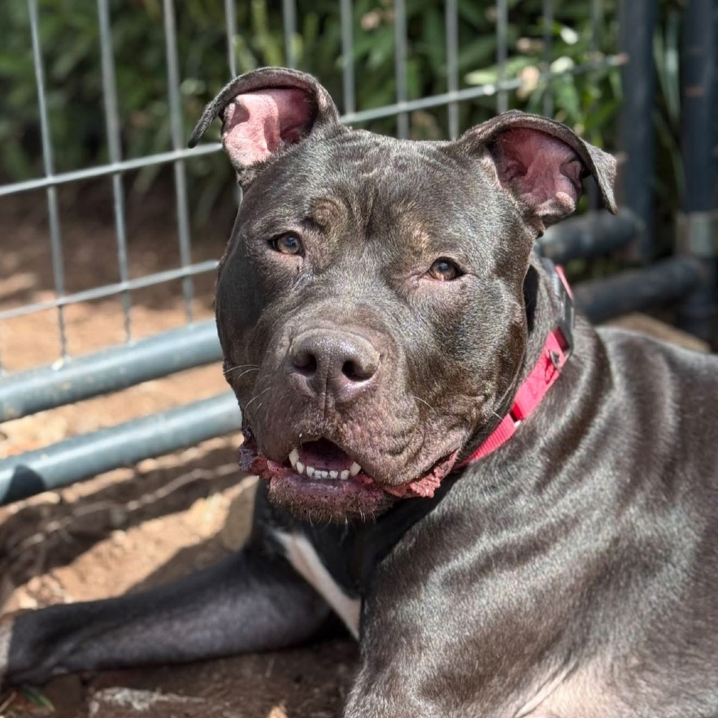 Buddha*my adoption fee has been sponsored by an amazing friend*