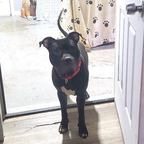 Buddha*my adoption fee has been sponsored by an amazing friend*