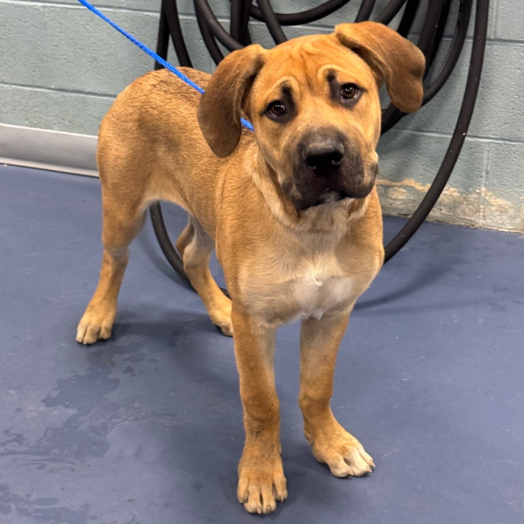 JACKSON, an adoptable Boerboel in Greensboro, NC, 27409 | Photo Image 1