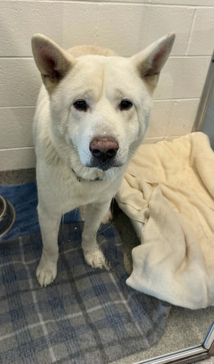 Kuma