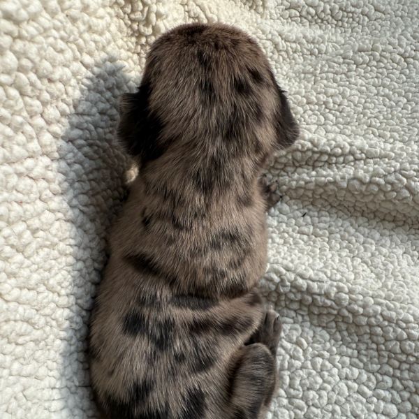 Beans
