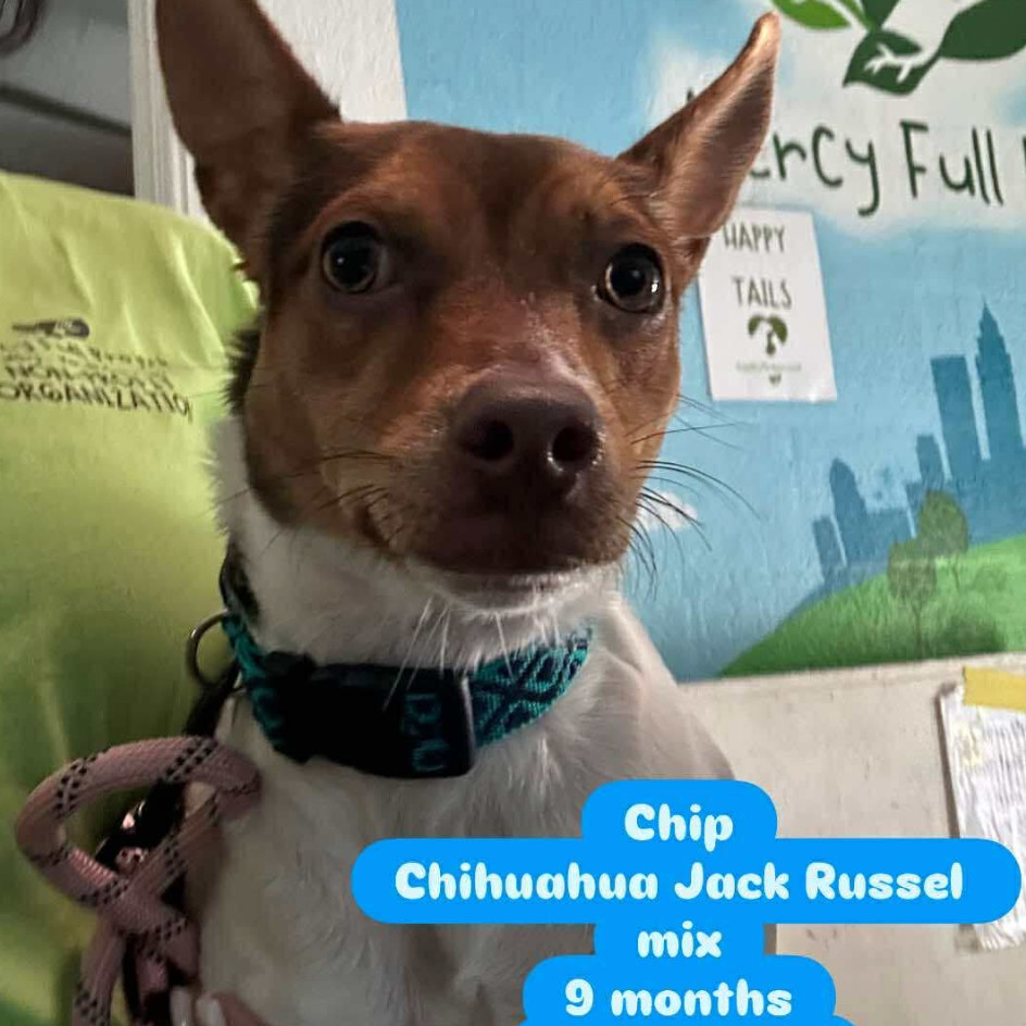 Chip