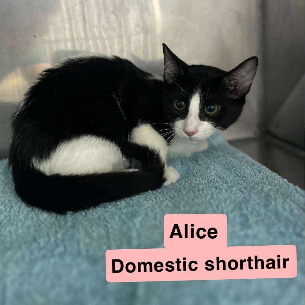 Alice