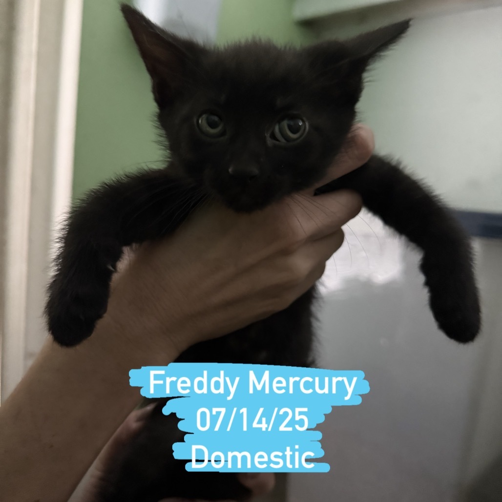 Freddy Mercury