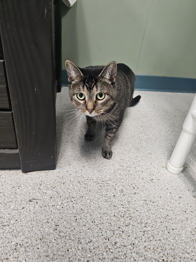 Rhu, an adoptable Domestic Short Hair in Houghton, MI, 49931 | Photo Image 1