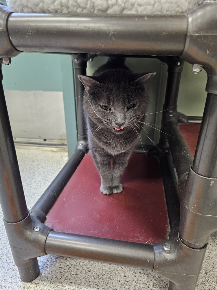 Pinto, an adoptable Domestic Short Hair in Houghton, MI, 49931 | Photo Image 2