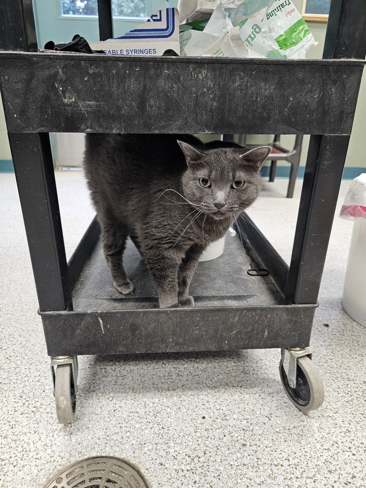 Pinto, an adoptable Domestic Short Hair in Houghton, MI, 49931 | Photo Image 3