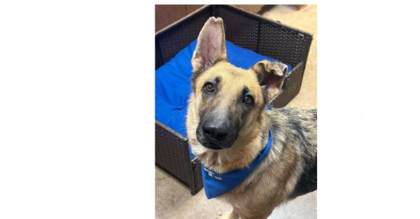 Laika (CP)