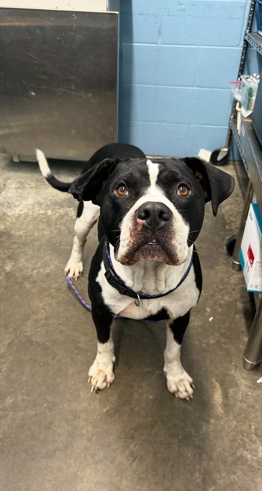 Gunner&#34;Sampson&#34; (stray until 9/4)