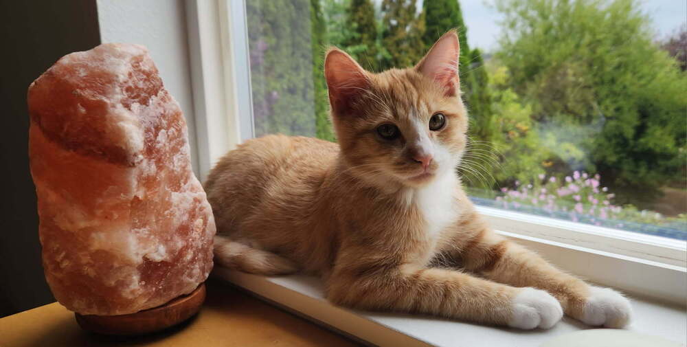 Ritz, an adoptable Domestic Short Hair in Bend, OR, 97701 | Photo Image 2