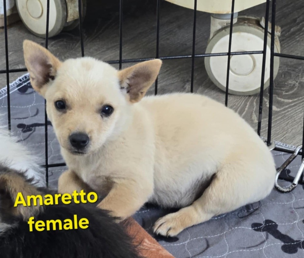 Amaretto