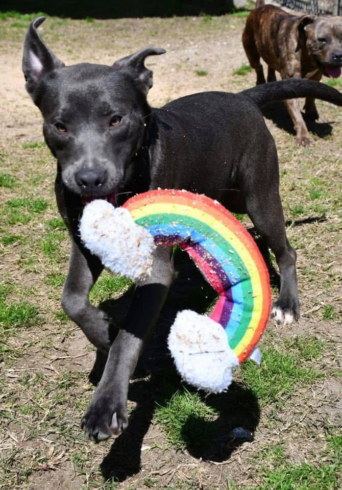 Cleo #A-137133, an adoptable Pit Bull Terrier in Halifax, NS, B3J 3A5 | Photo Image 1