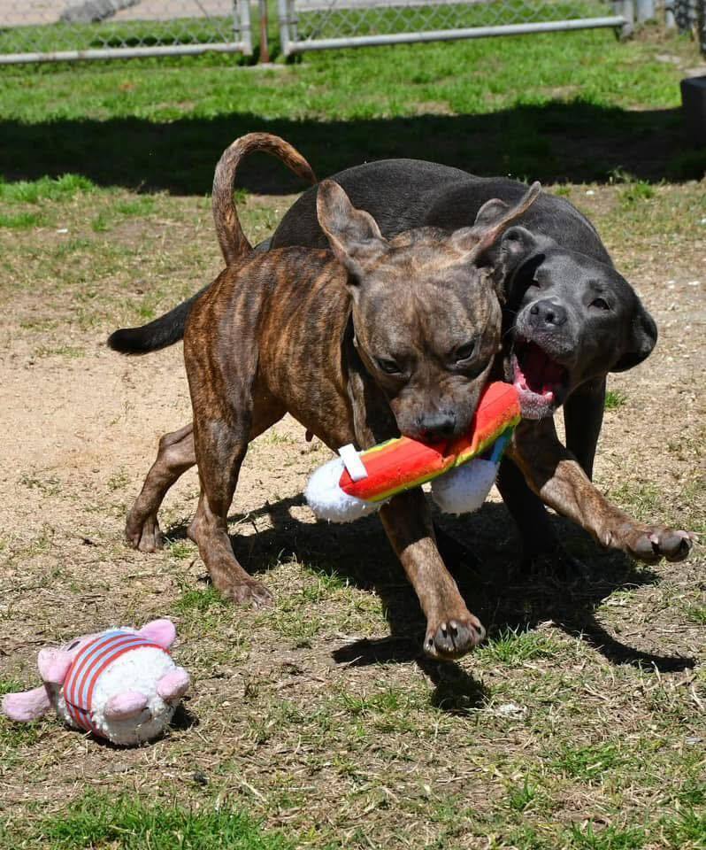 Cleo #A-137133, an adoptable Pit Bull Terrier in Halifax, NS, B3J 3A5 | Photo Image 2