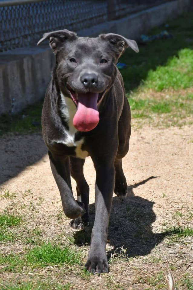 Cleo #A-137133, an adoptable Pit Bull Terrier in Halifax, NS, B3J 3A5 | Photo Image 3