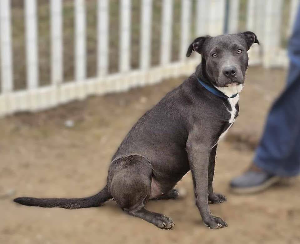 Cleo #A-137133, an adoptable Pit Bull Terrier in Halifax, NS, B3J 3A5 | Photo Image 4