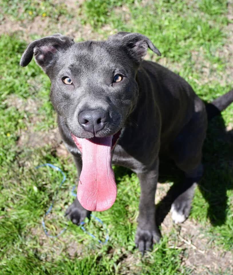 Cleo #A-137133, an adoptable Pit Bull Terrier in Halifax, NS, B3J 3A5 | Photo Image 5