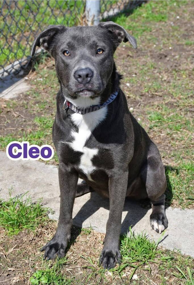 Cleo #A-137133, an adoptable Pit Bull Terrier in Halifax, NS, B3J 3A5 | Photo Image 6