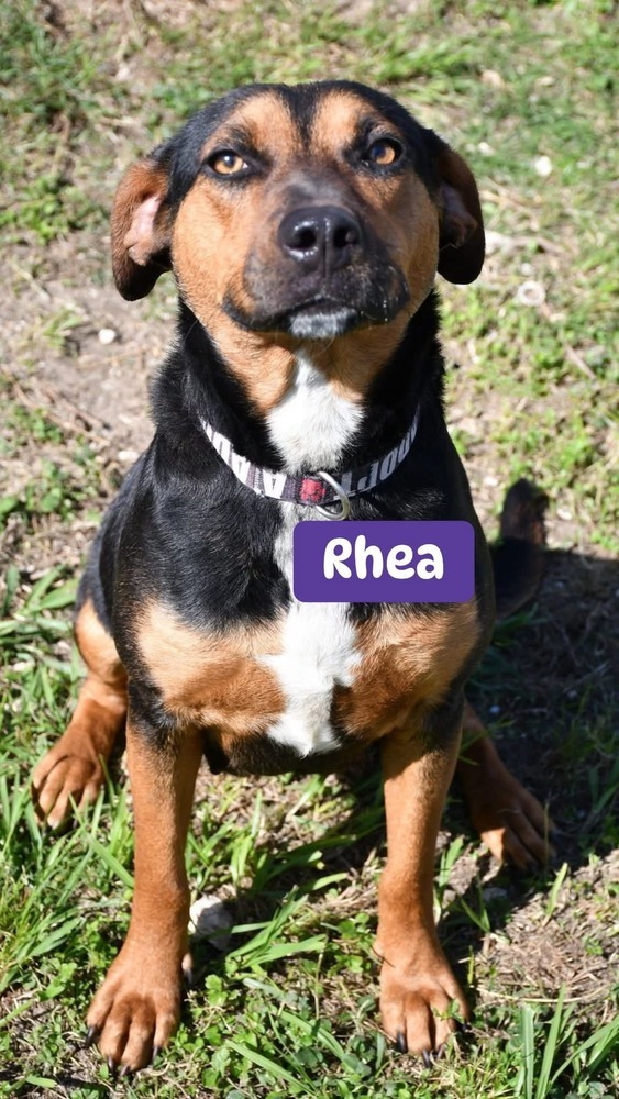 Rhea - BAC-A-137732, an adoptable German Shepherd Dog, Hound in Halifax, NS, B3J 3A5 | Photo Image 1