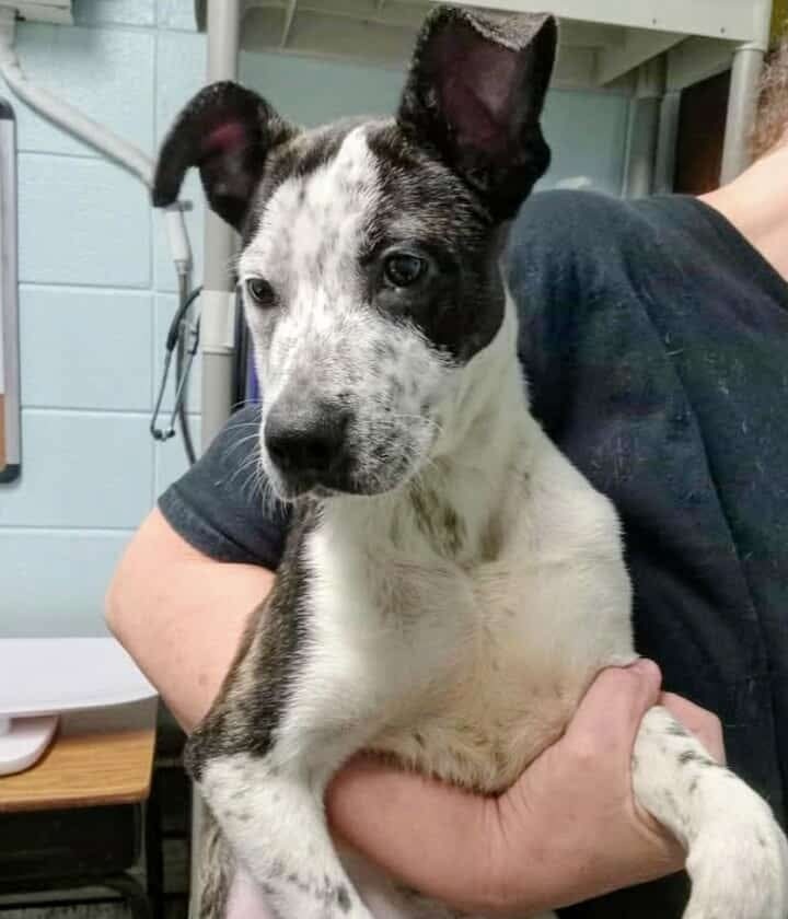 Maya BAC 137362, an adoptable Australian Cattle Dog / Blue Heeler in Halifax, NS, B3J 3A5 | Photo Image 1